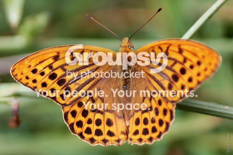 macro
