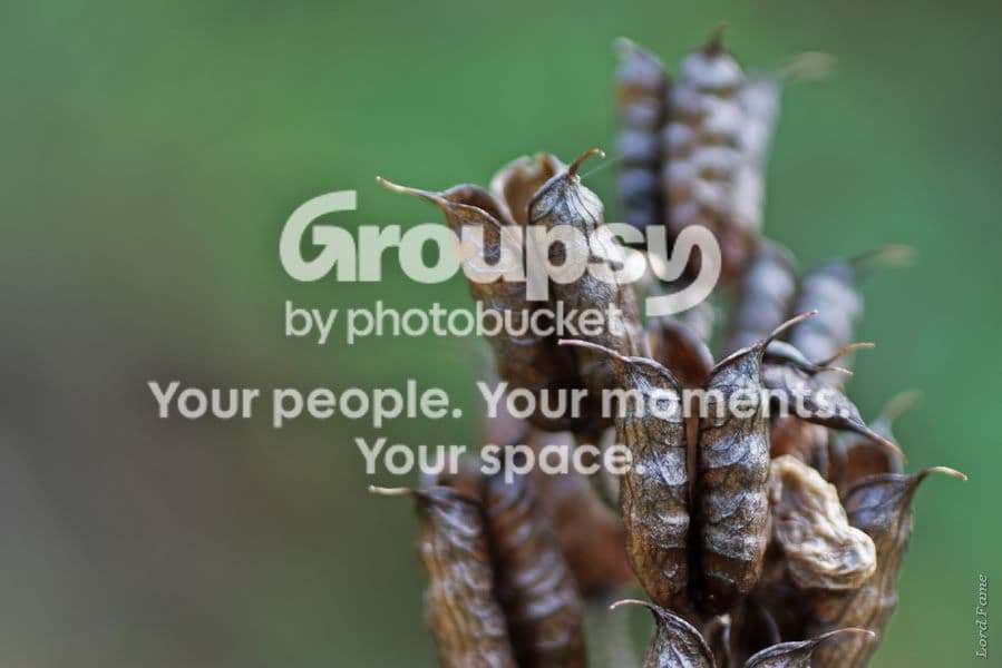 macro