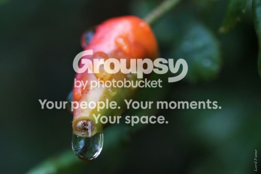 macro