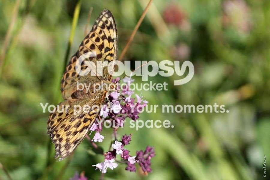 macro