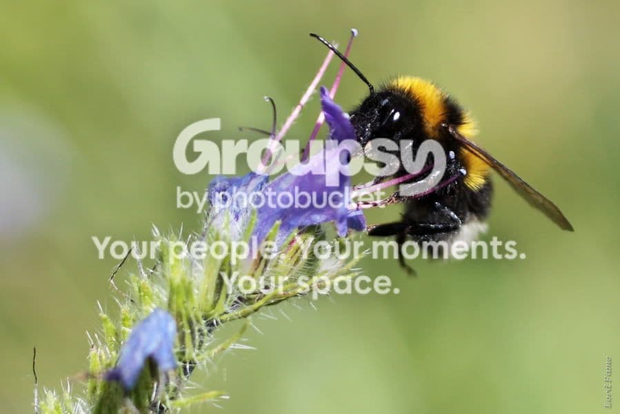 macro