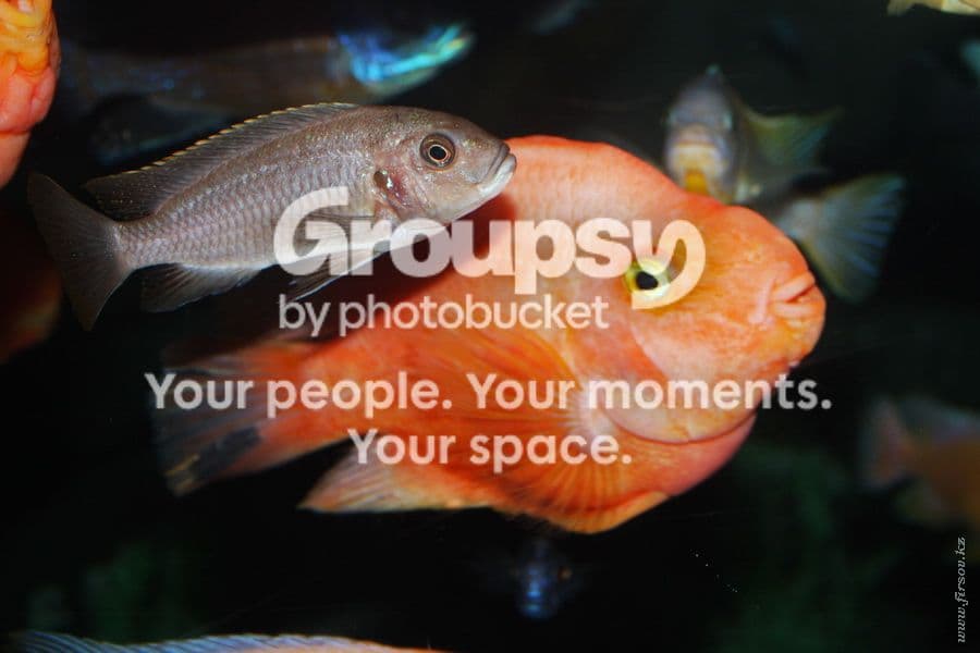 Photobucket