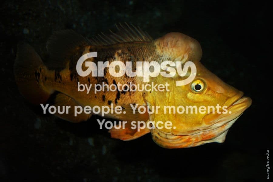 Photobucket