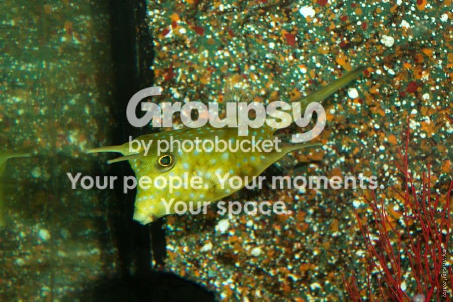 Photobucket