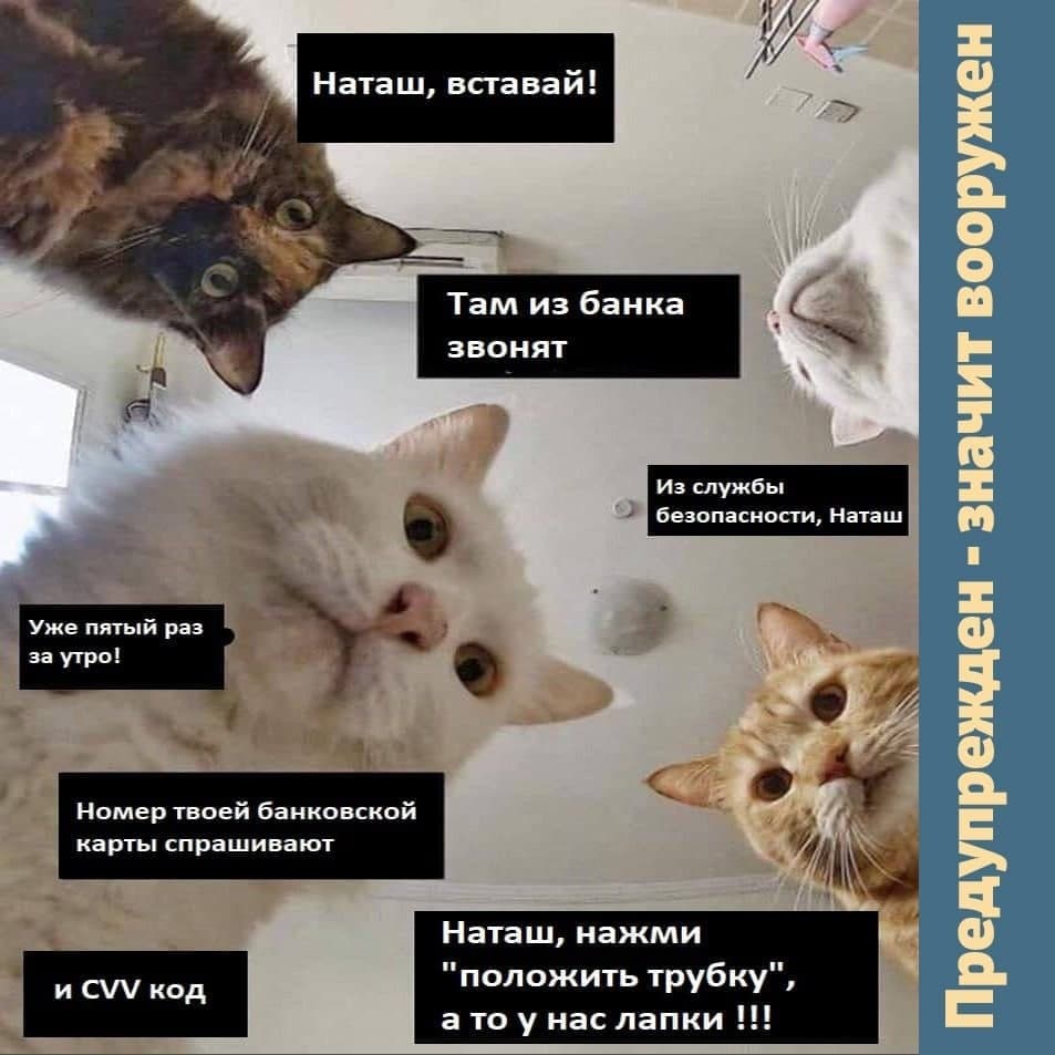 Наташ, вставай»: тульские полицейские решили бороться с мошенниками с помощью интернет-мемов - Новости Тулы и области - 1tulatv