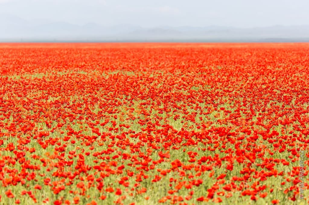 poppy 5.JPG poppy 5.JPG