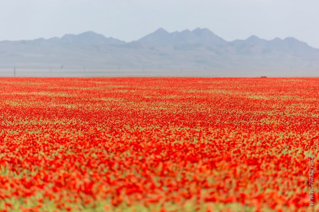 poppy 7.JPG poppy 7.JPG