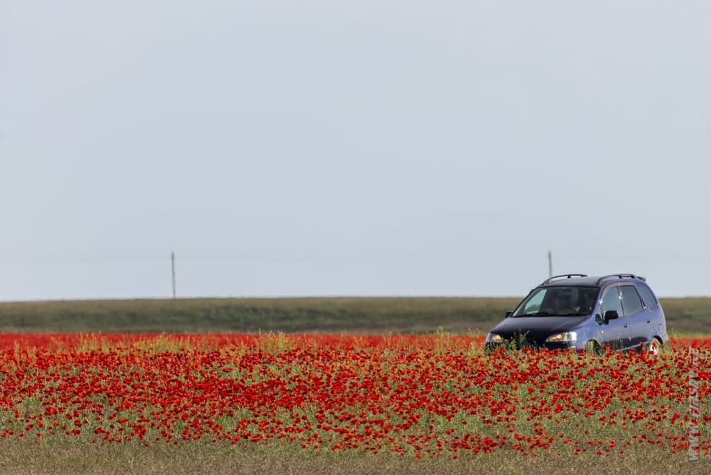 poppy 1.JPG poppy 1.JPG