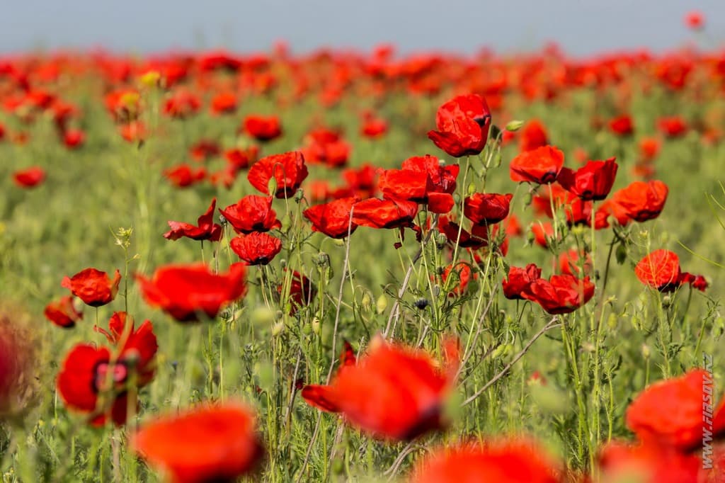 poppy 8.JPG poppy 8.JPG