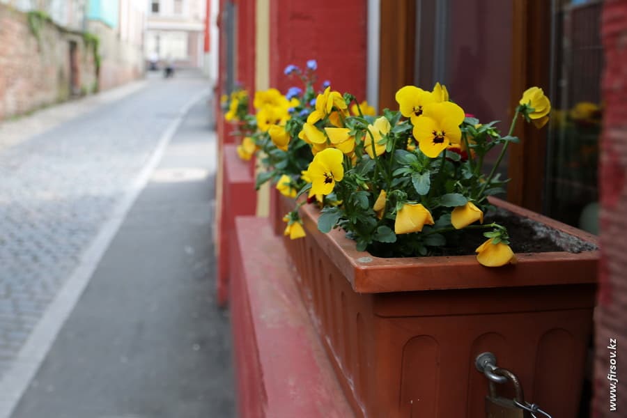 Heidelberg_201316_zpsceeb5506.JPG Heidelberg_201316_zpsceeb5506.JPG
