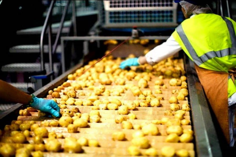 В Акмолинской области заработало новое предприятие по переработке картофеля