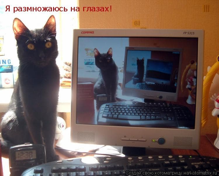 Кошка в компе Кошка в компе