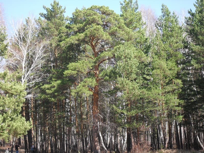 Сосны Сосны