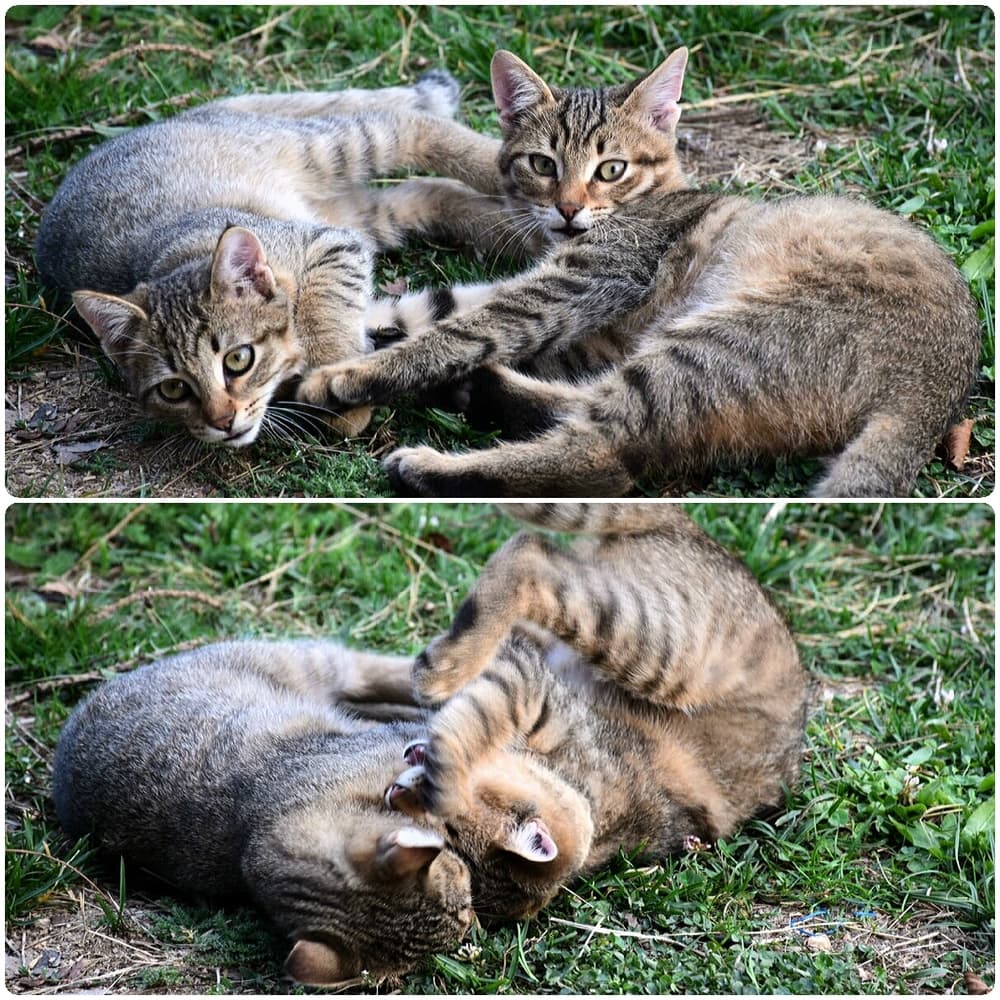 котики котики