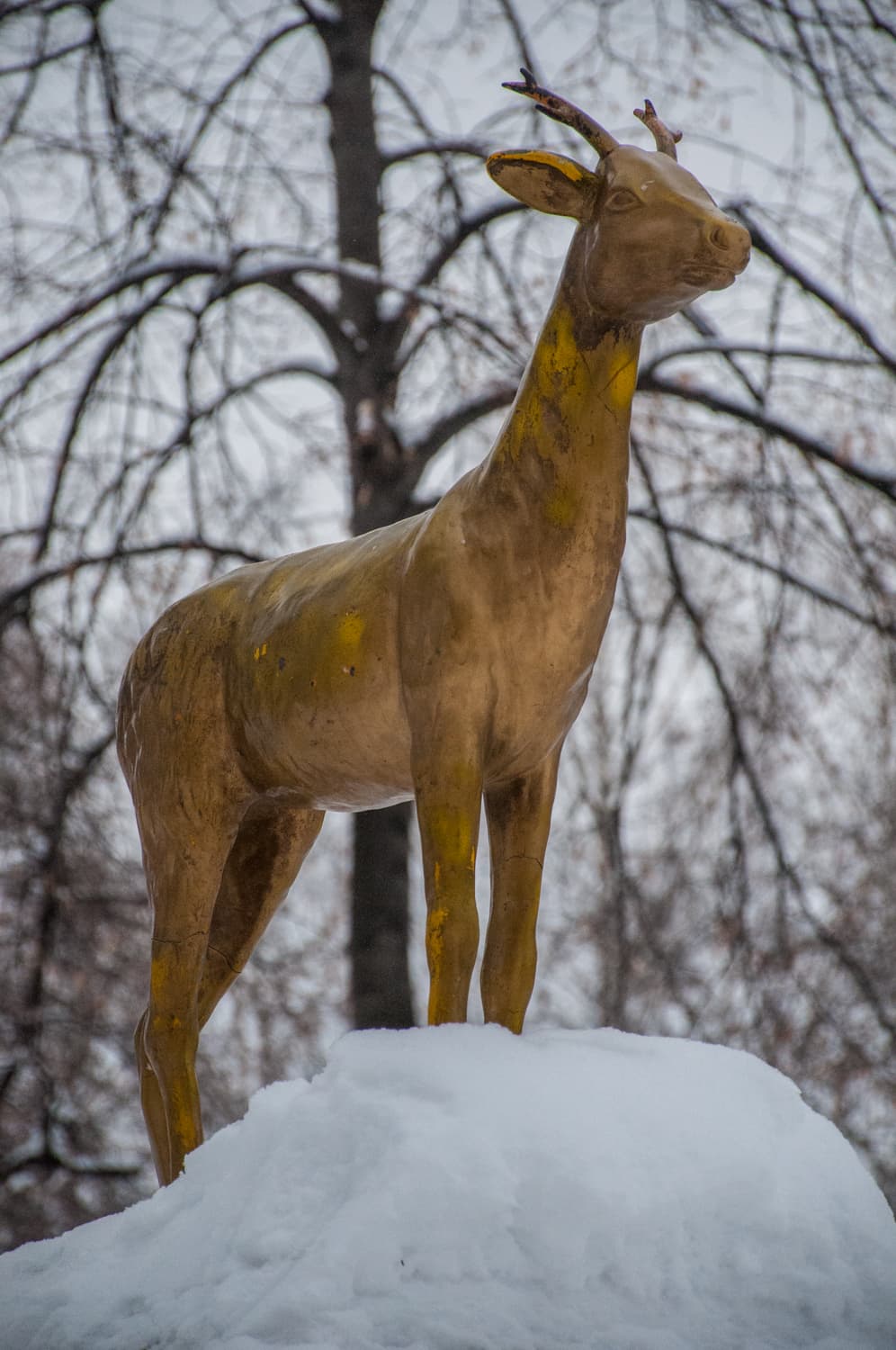 Самарский козёл Самарский козёл