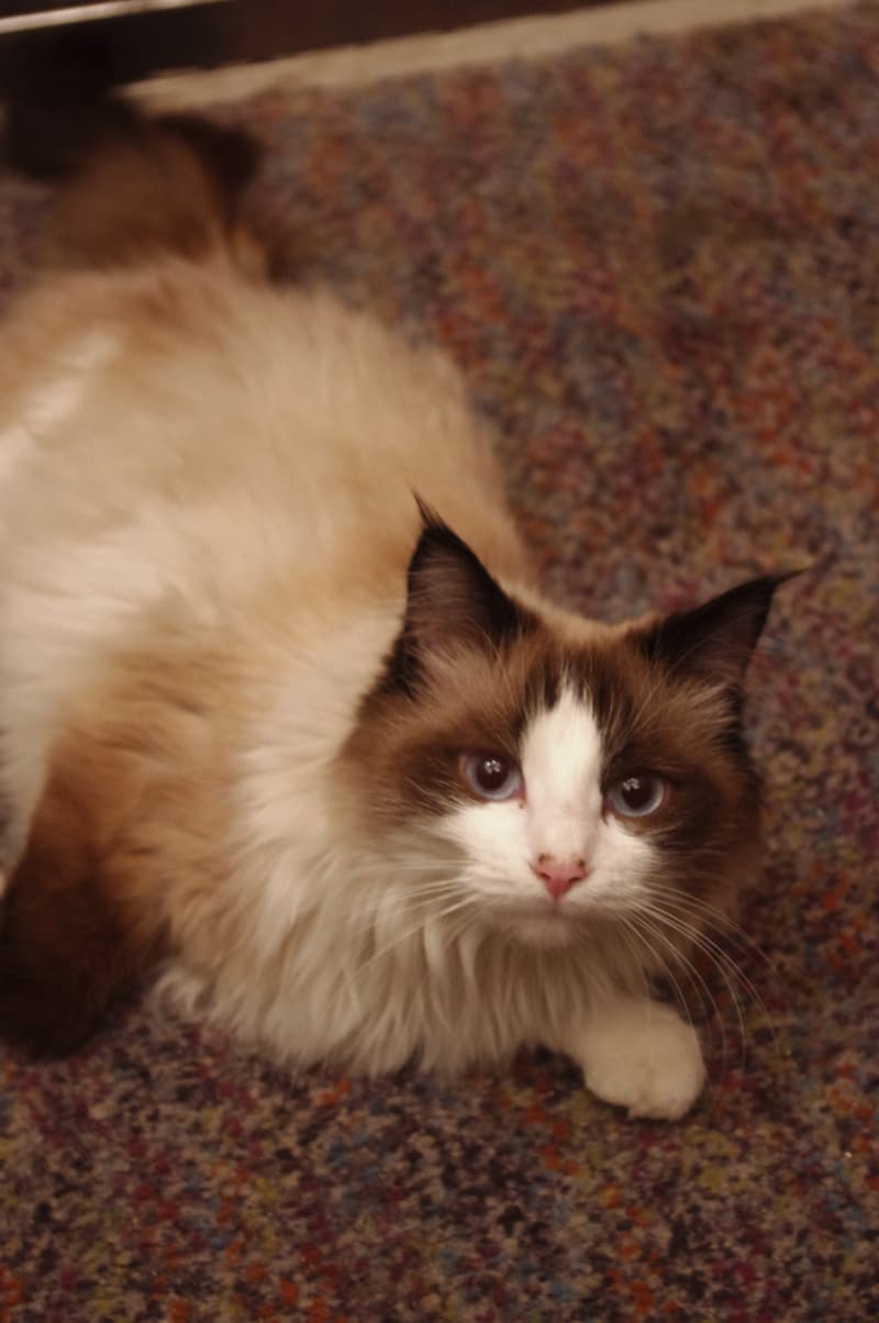 Маруська Маруся кошка кот котэ фотографи якошки котенок