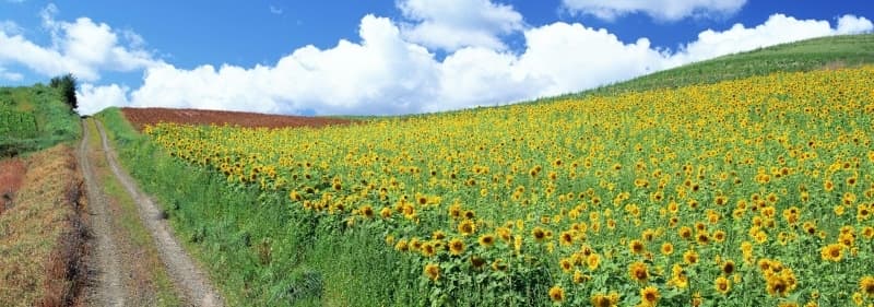Лето летняя картинка