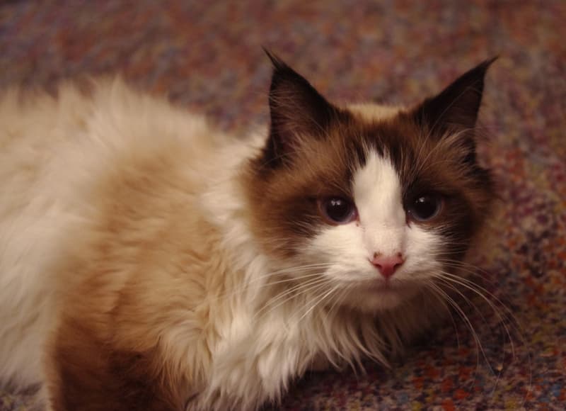 Маруся фотографии кошки Маруся котэ кот фотографии кошек