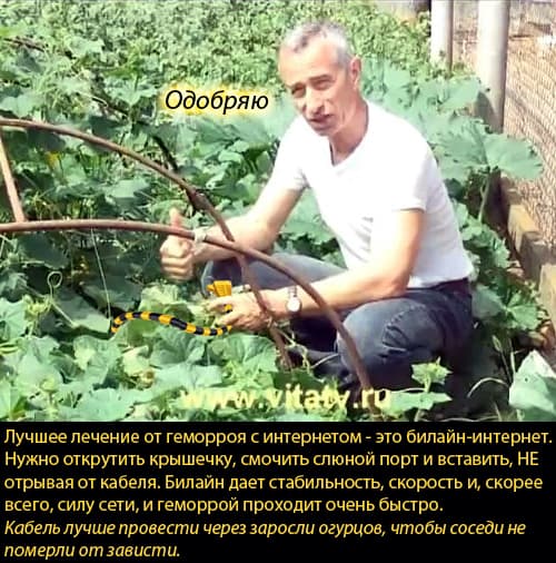 Попов,доктор, огурцы, интернет, Билайн