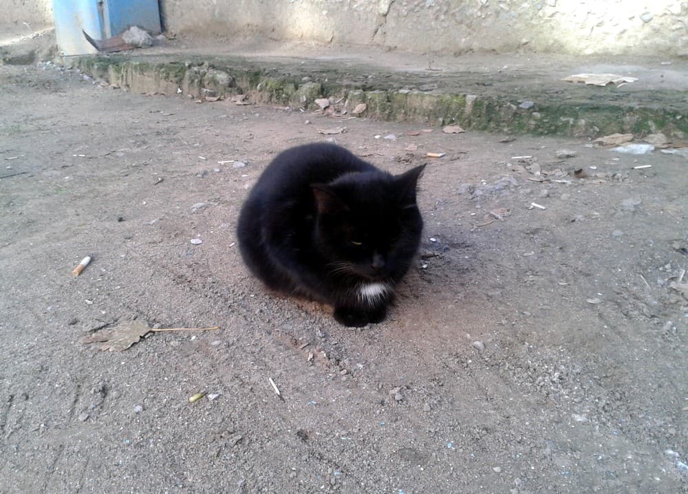 Дворовой кот