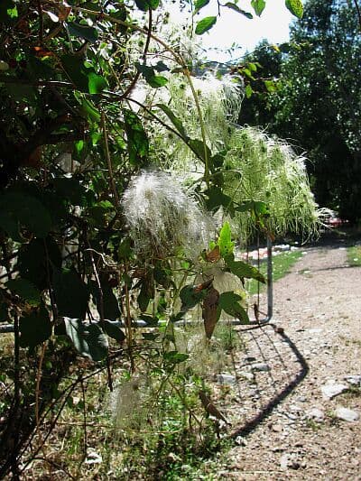 фото luginka, форелевое хозяйство фото luginka, форелевое хозяйство