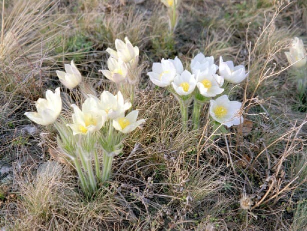 подснежник подснежник