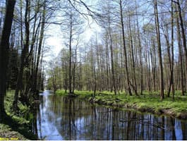 Лес Беловежской пущи Лес Беловежской пущи