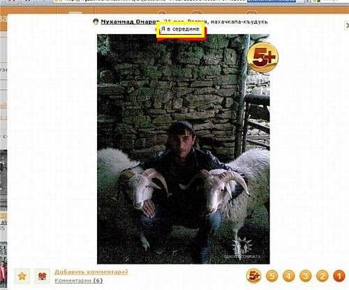 Козлы, бараны,