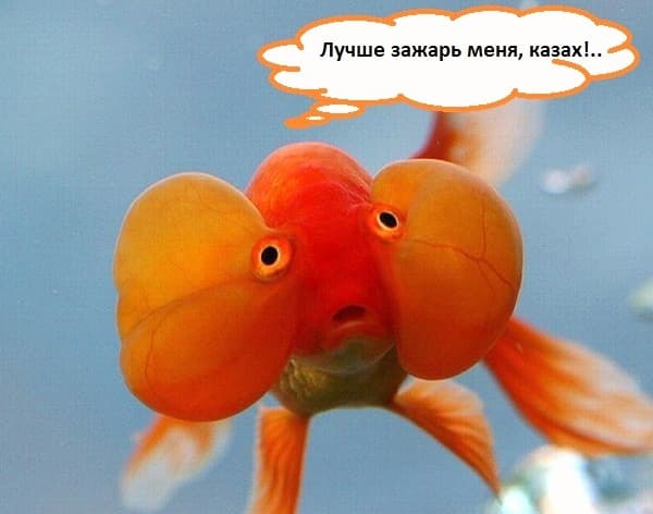 Лучше зажарь меня, казах!.. Лучше зажарь меня, казах!..