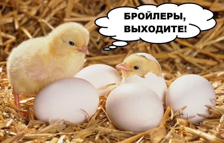 Что-то меня пропёр этот клич)))
