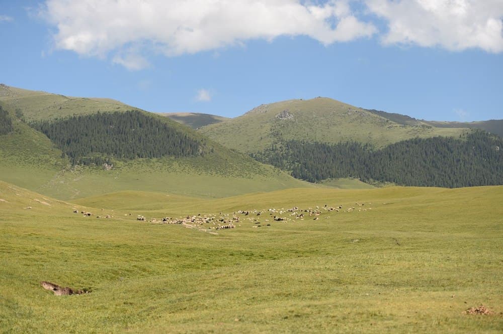 Пастбище Плато